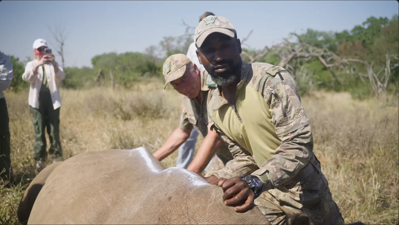Rangers with a sedated rhino, from The Land Remembers